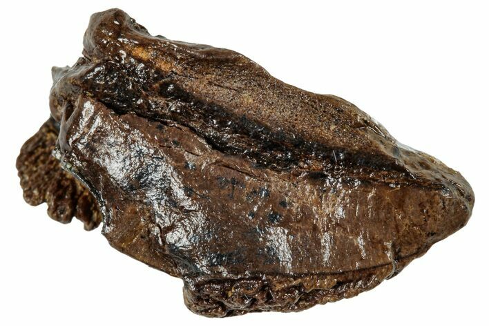 Partial Dinosaur (Triceratops) Tooth - Wyoming #265833